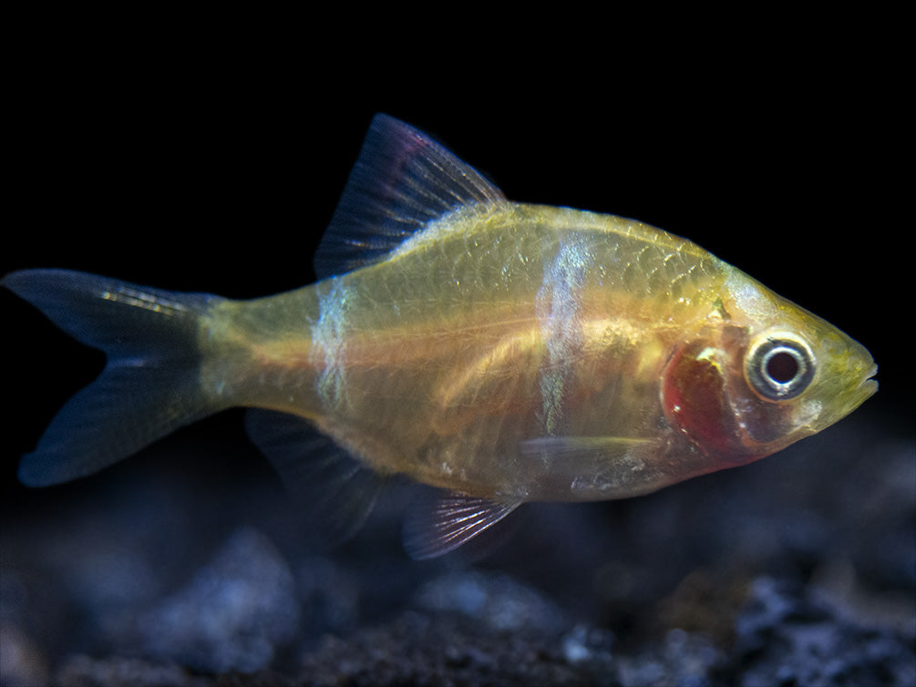 Aquatic Arts Albino Tiger Barb for sale