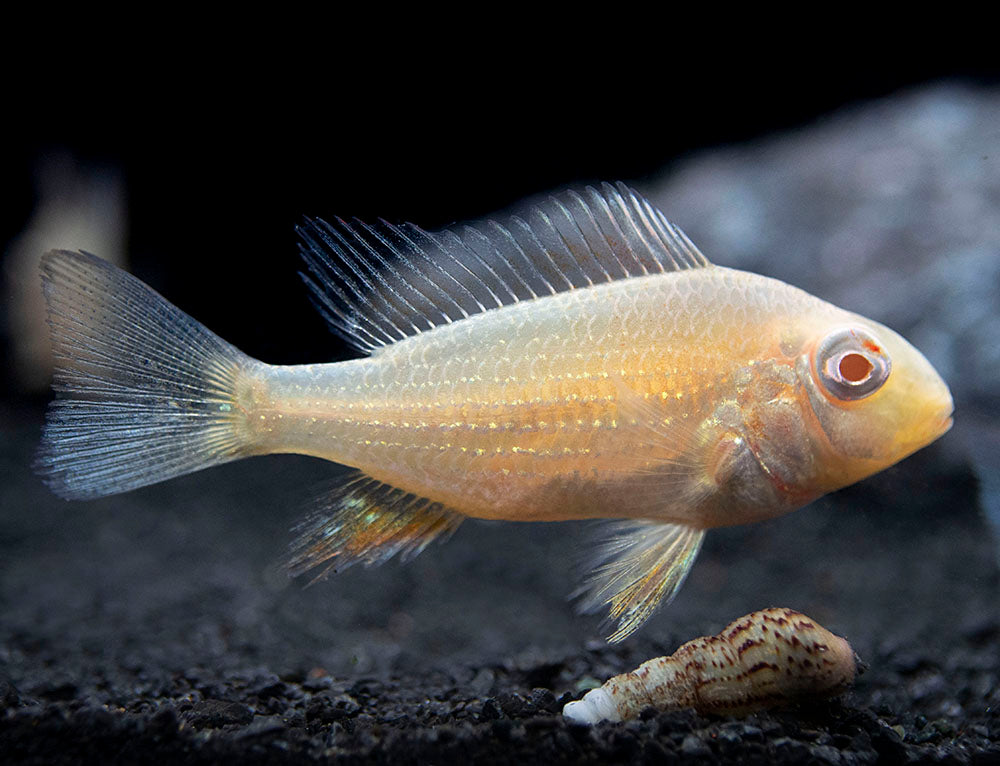 Albino Threadfin Acara Cichlid (Acarichthys heckelii), Tank-Bred!