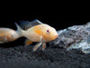 Albino Threadfin Acara Cichlid (Acarichthys heckelii), Tank-Bred!