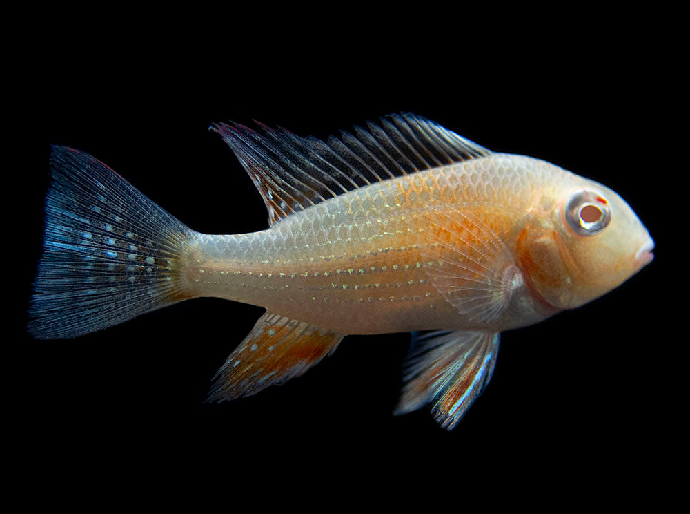 Albino Threadfin Acara Cichlid (Acarichthys heckelii), Tank-Bred!