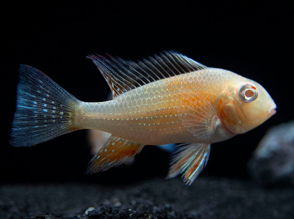 Albino Threadfin Acara Cichlid (Acarichthys heckelii), Tank-Bred!