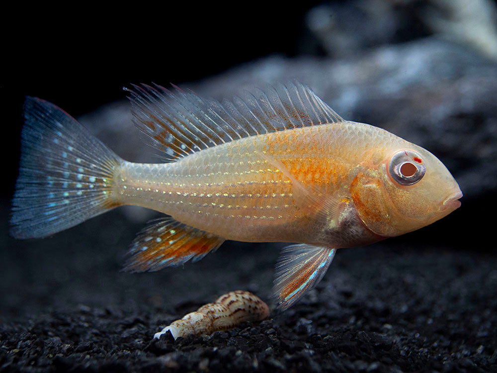 Albino Threadfin Acara Cichlid (Acarichthys heckelii), Tank-Bred!