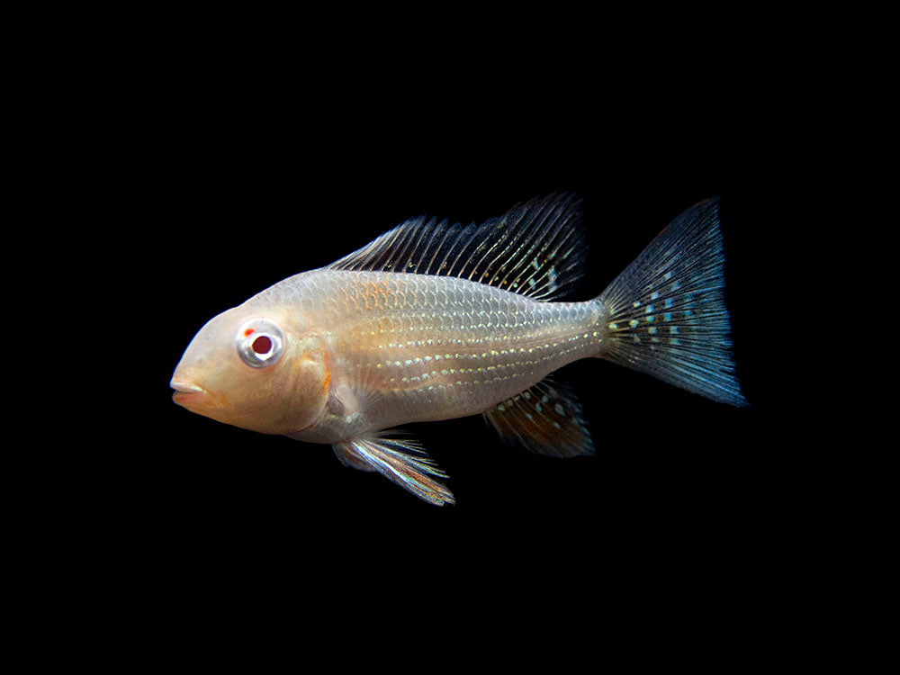 Albino Threadfin Acara Cichlid (Acarichthys heckelii), Tank-Bred!