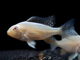 Albino Threadfin Acara Cichlid (Acarichthys heckelii), Tank-Bred!