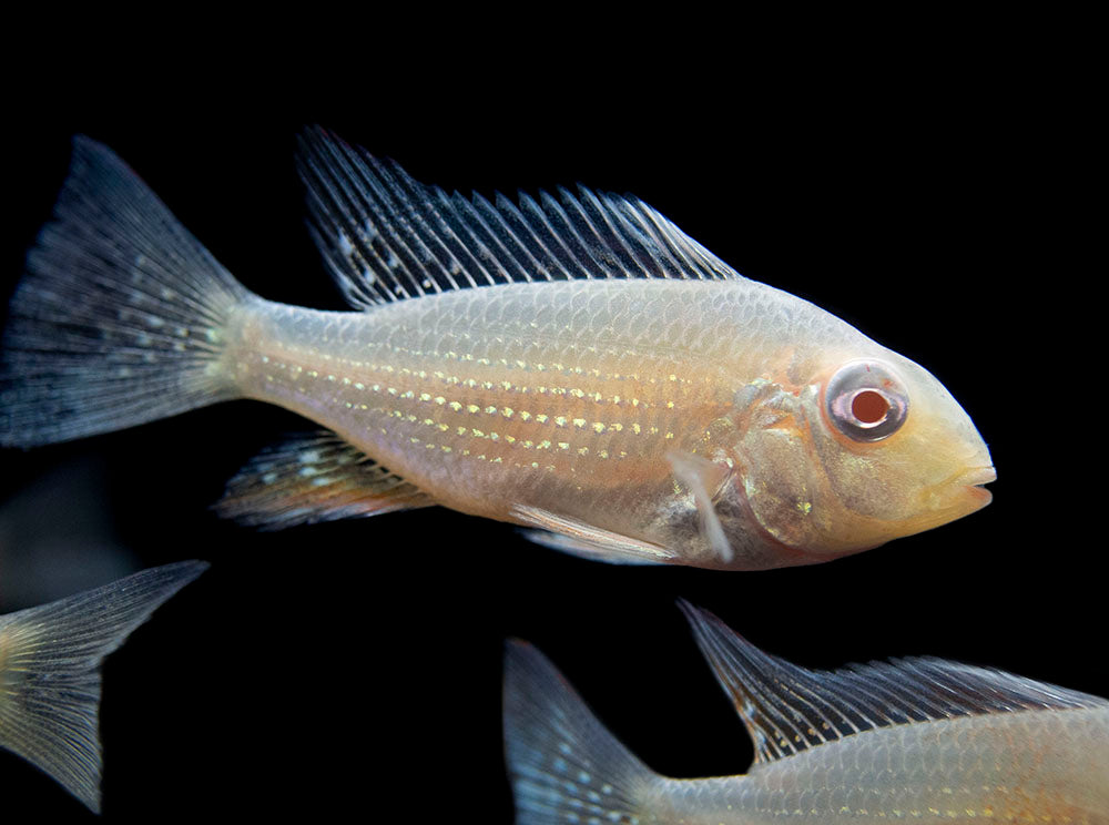 Albino Threadfin Acara Cichlid (Acarichthys heckelii), Tank-Bred!