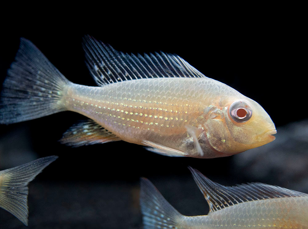 Albino Threadfin Acara Cichlid (Acarichthys heckelii), Tank-Bred!