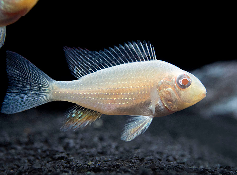 Albino Threadfin Acara Cichlid (Acarichthys heckelii), Tank-Bred!