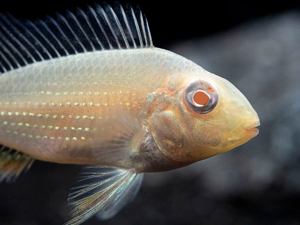 Albino Threadfin Acara Cichlid (Acarichthys heckelii), Tank-Bred!