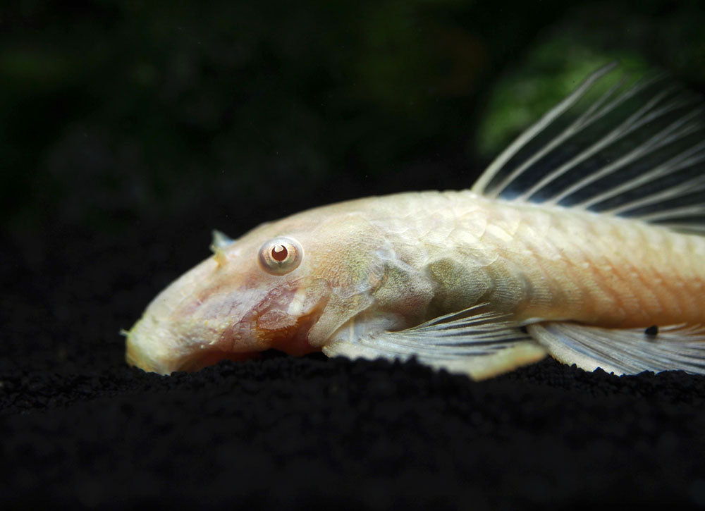 Albino Bristlenose Pleco (Ancistrus cf. cirrhosus "Albino") - Tank-Bred!