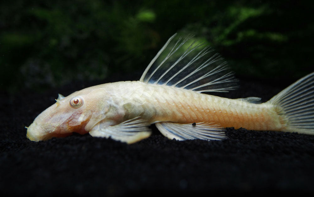 Albino Bristlenose Pleco (Ancistrus cf. cirrhosus "Albino") - Tank-Bred!