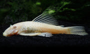 Albino Bristlenose Pleco (Ancistrus cf. cirrhosus "Albino") - Tank-Bred!