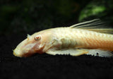 Albino Bristlenose Pleco (Ancistrus cf. cirrhosus 
