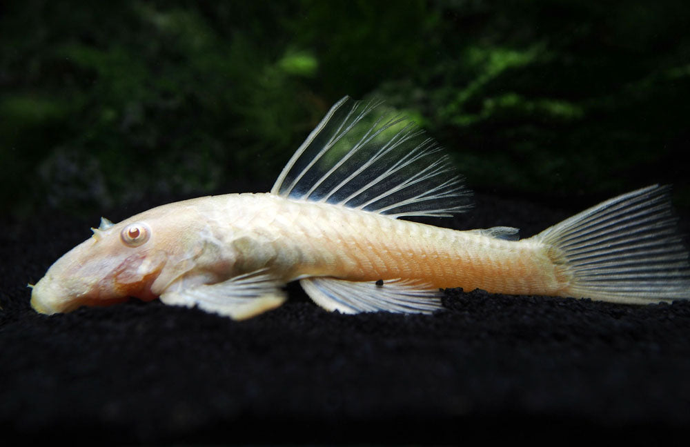 Albino Bristlenose Pleco (Ancistrus cf. cirrhosus "Albino") - Tank-Bred!