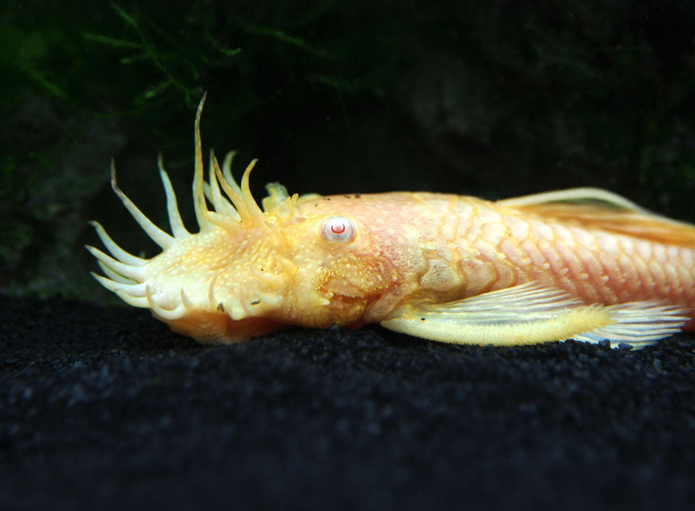 Albino Bristlenose Pleco (Ancistrus cf. cirrhosus "Albino") - Tank-Bred!