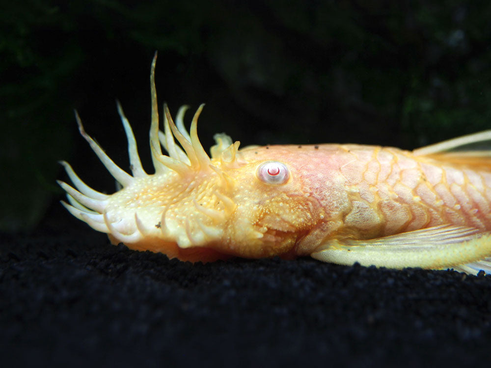 Albino Bristlenose Pleco (Ancistrus cf. cirrhosus "Albino") - Tank-Bred!
