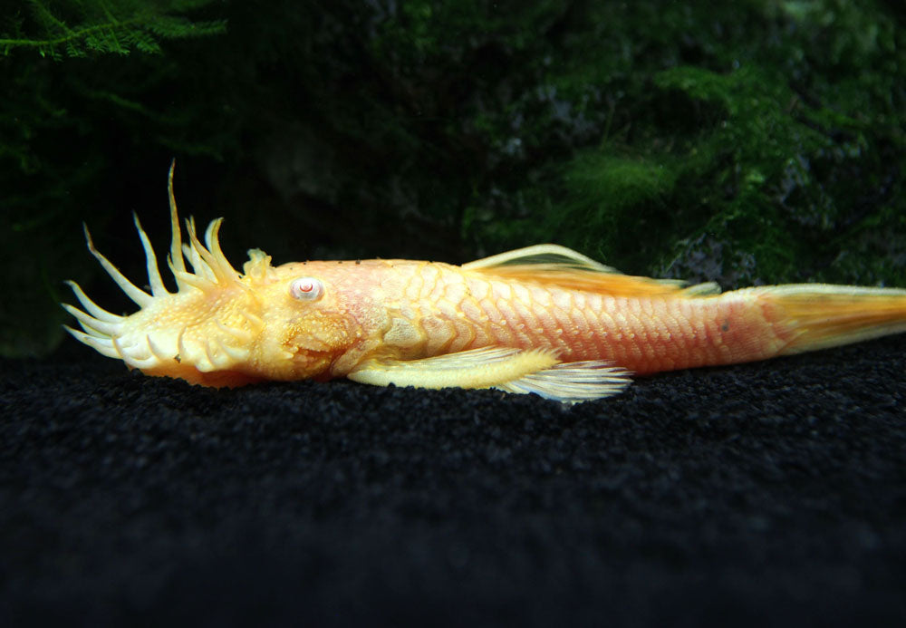 Albino Bristlenose Pleco (Ancistrus cf. cirrhosus "Albino") - Tank-Bred!