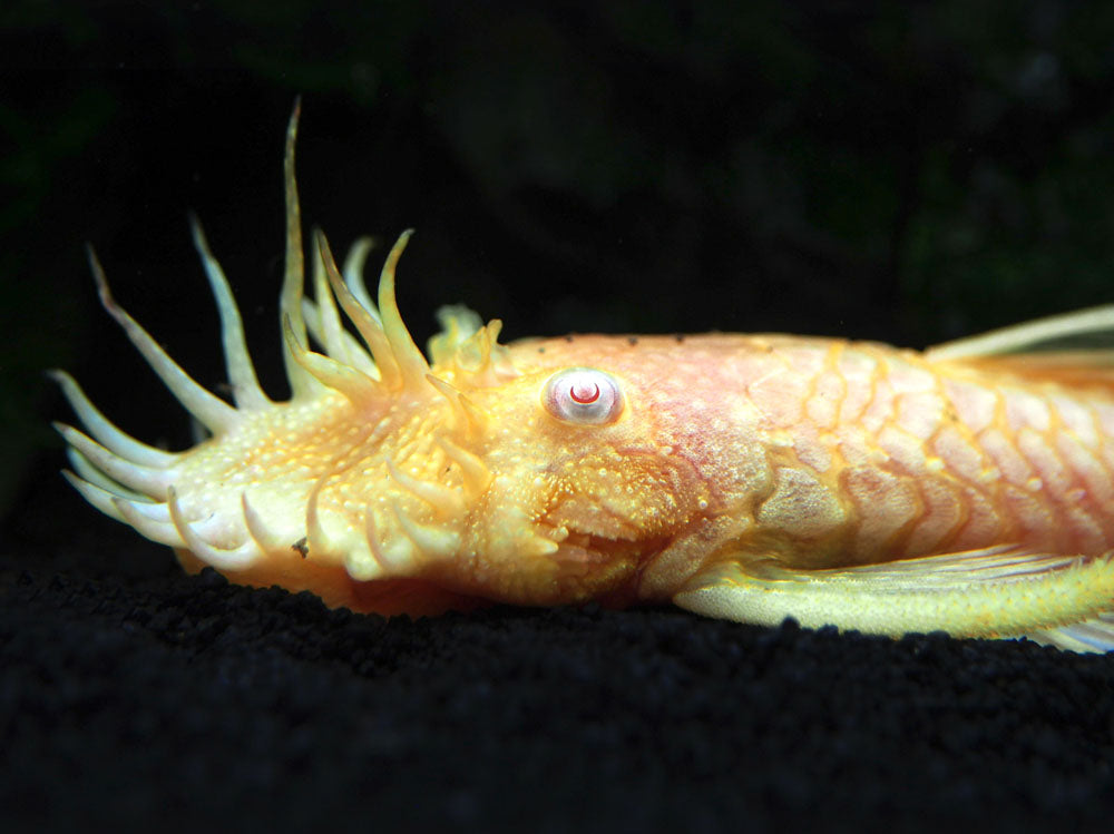 albino kıllı plecostomus