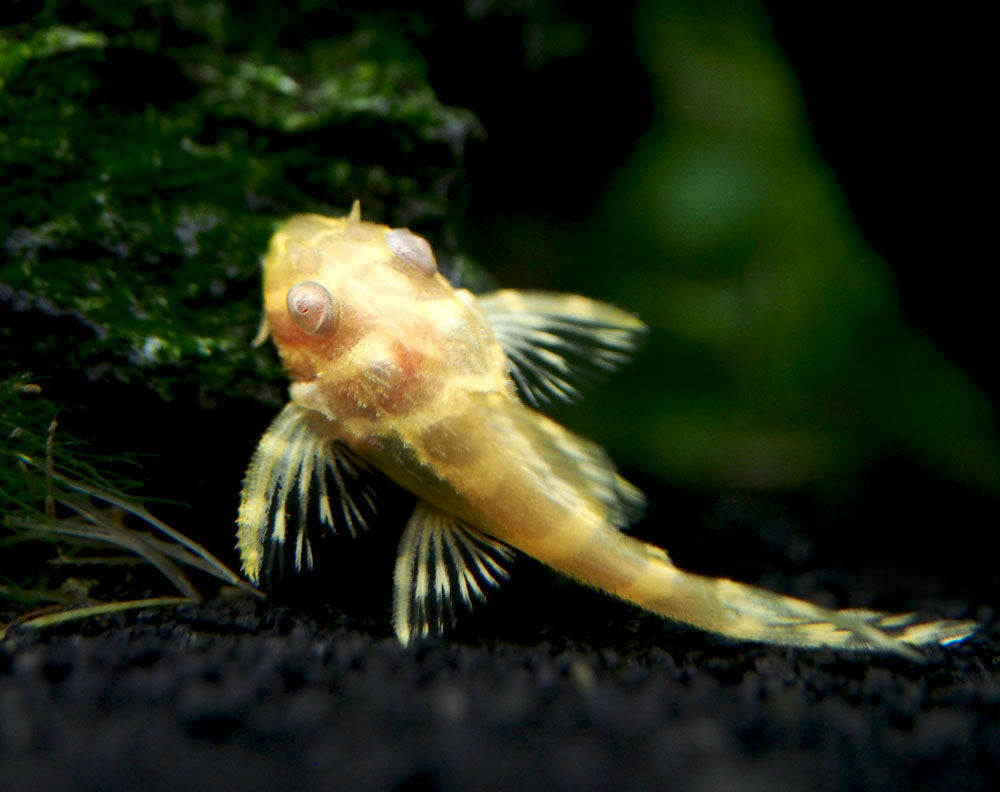 Albino L333 King Tiger Pleco, Juvenile (Hypancistrus sp.), Tank-Bred!