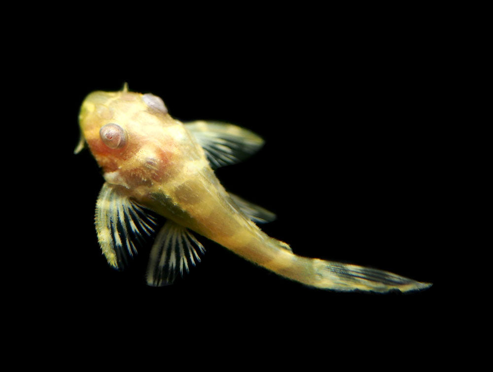 Albino L333 King Tiger Pleco, Juvenile (Hypancistrus sp.), Tank-Bred!
