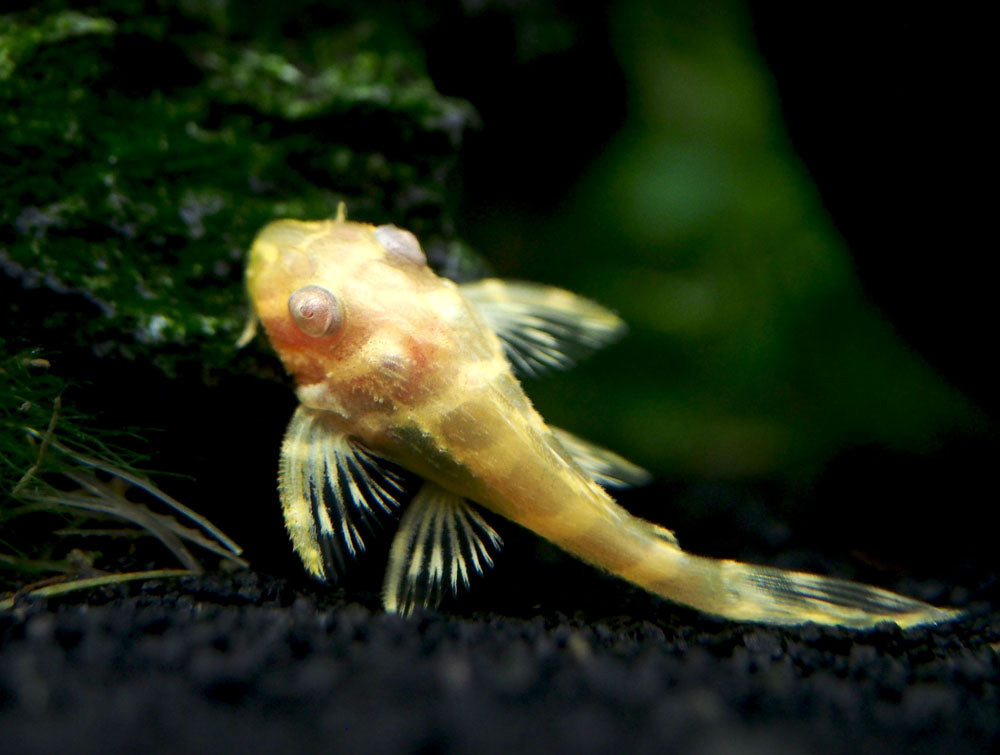 Albino L333 King Tiger Pleco, Juvenile (Hypancistrus sp.), Tank-Bred!