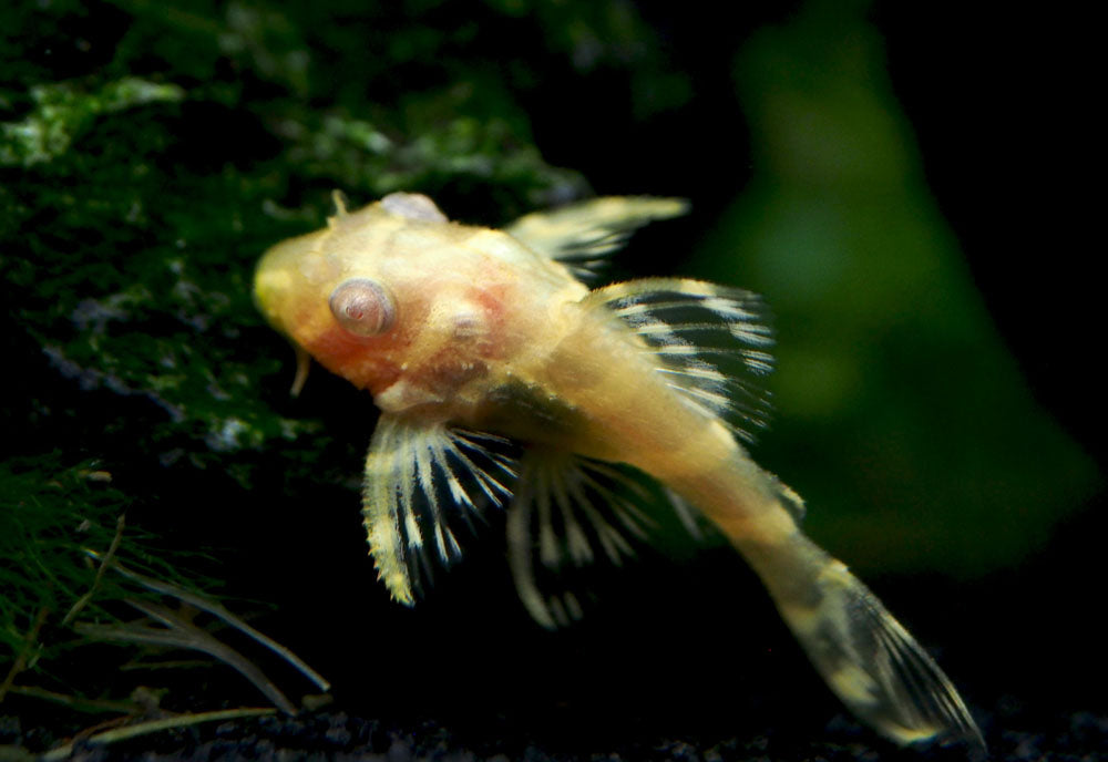 Albino L333 King Tiger Pleco, Juvenile (Hypancistrus sp.), Tank-Bred!