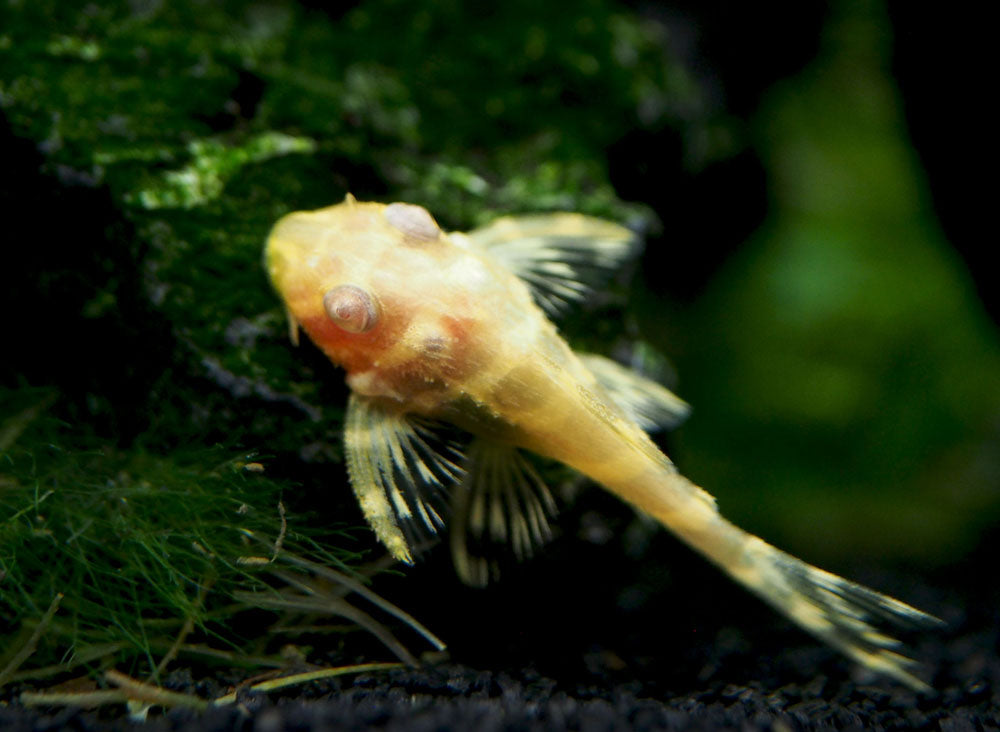 Albino L333 King Tiger Pleco, Juvenile (Hypancistrus sp.), Tank-Bred!