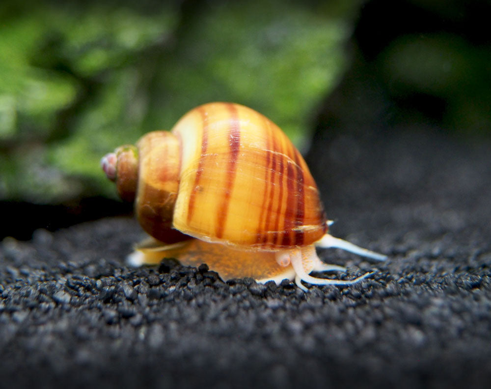 DELUXE Multi-Color Mystery Snail COMBO PACK (Pomacea bridgesii) - Tank-Bred!