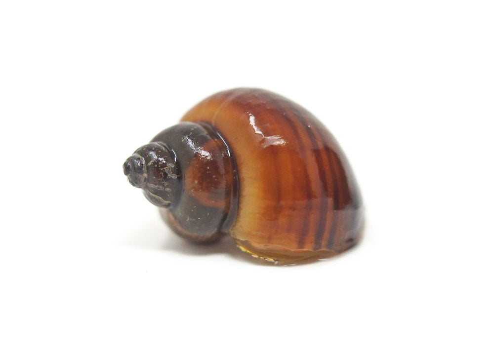 DELUXE Multi-Color Mystery Snail COMBO PACK (Pomacea bridgesii) - Tank-Bred!