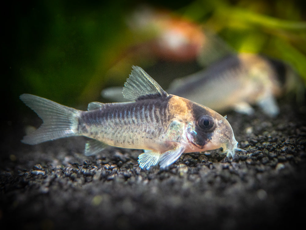Adolfo's AKA Orange Burst Cory Catfish (Corydoras adolfoi), TANK-BRED!!!