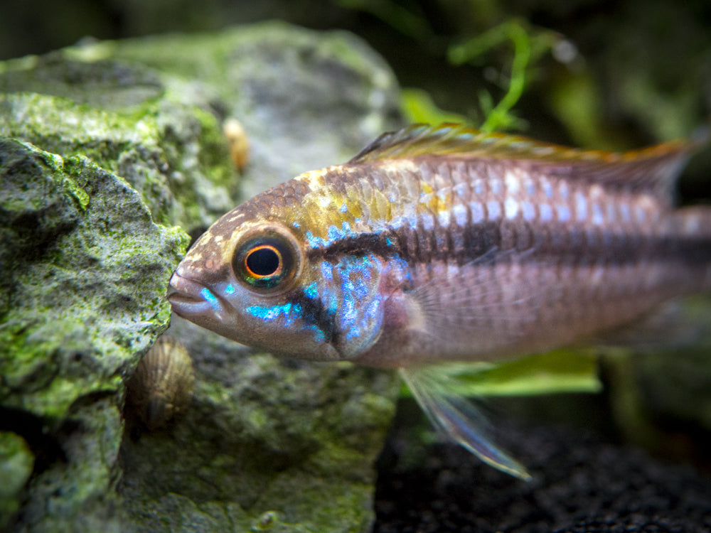 Alenquer Agassizi's Dwarf Cichlid (Apistogramma cf. agassizii) - Tank-Bred!