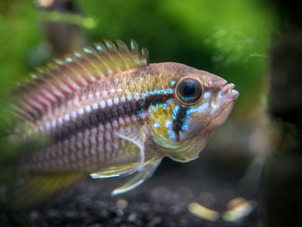 Alenquer Agassizi's Dwarf Cichlid (Apistogramma cf. agassizii) - Tank-Bred!