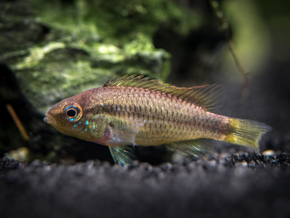 Alenquer Agassizi's Dwarf Cichlid (Apistogramma cf. agassizii) - Tank-Bred!