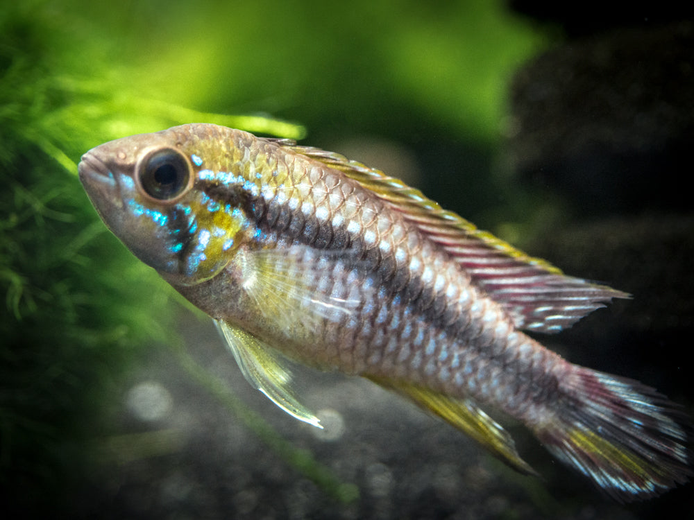 Alenquer Agassizi's Dwarf Cichlid (Apistogramma cf. agassizii) - Tank-Bred!