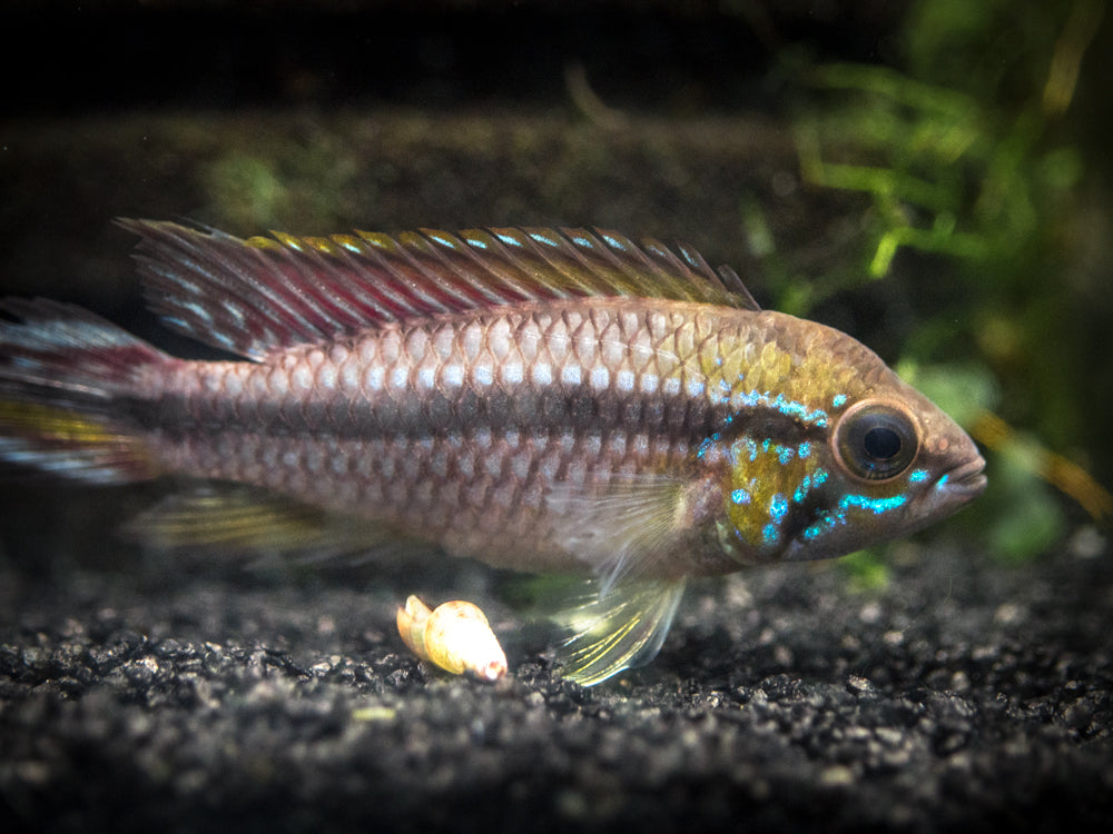 Alenquer Agassizi's Dwarf Cichlid (Apistogramma cf. agassizii) - Tank-Bred!