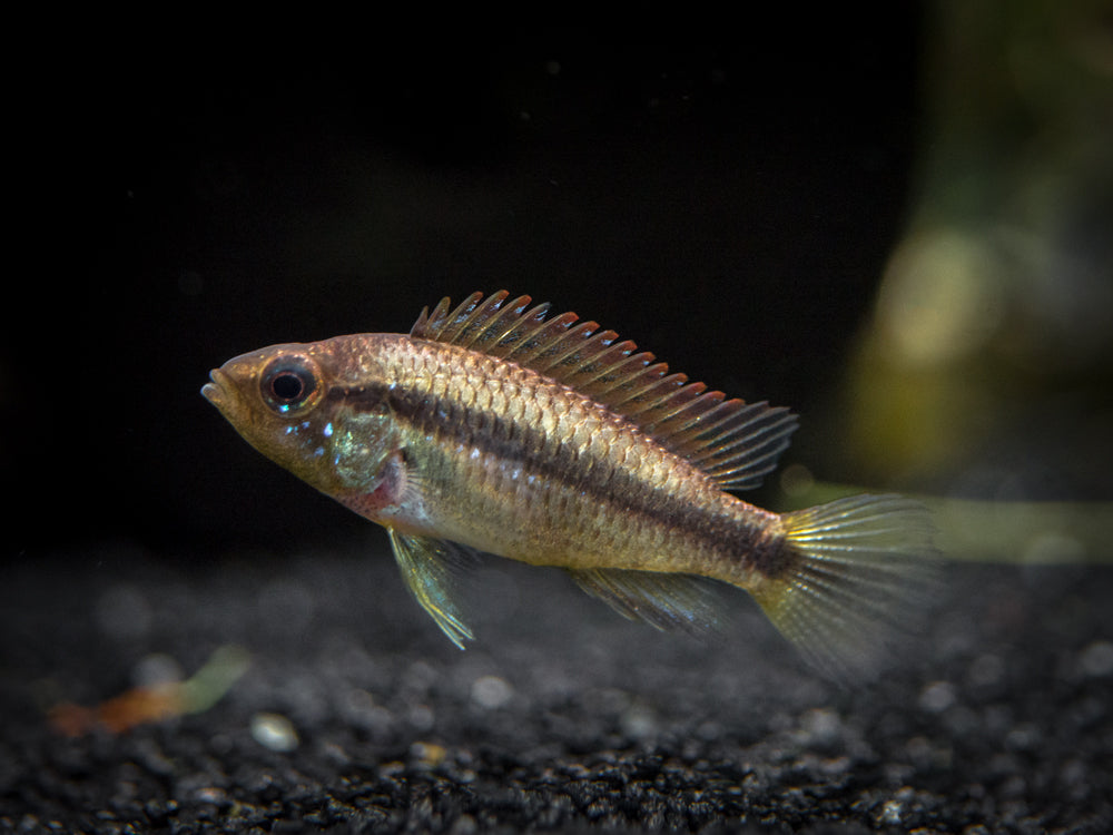 Alenquer Agassizi's Dwarf Cichlid (Apistogramma cf. agassizii) - Tank-Bred!