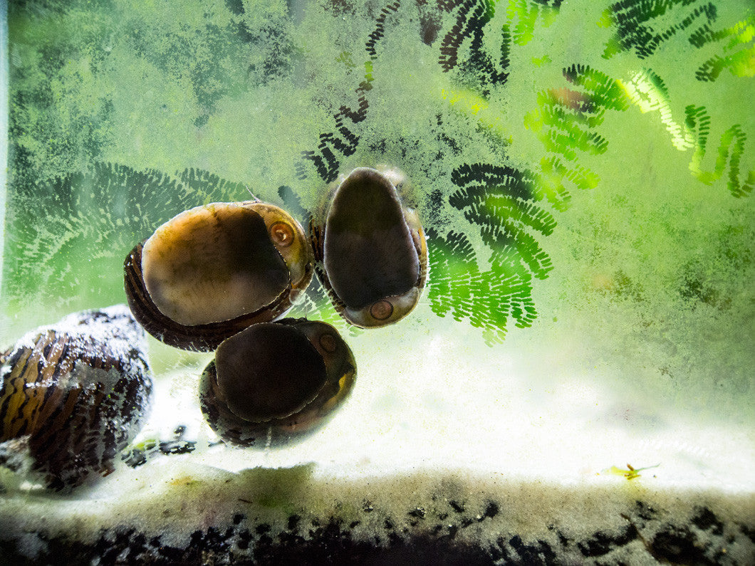 Ultimate Algae Cleaning Crew - 3 Different Types of Snails!