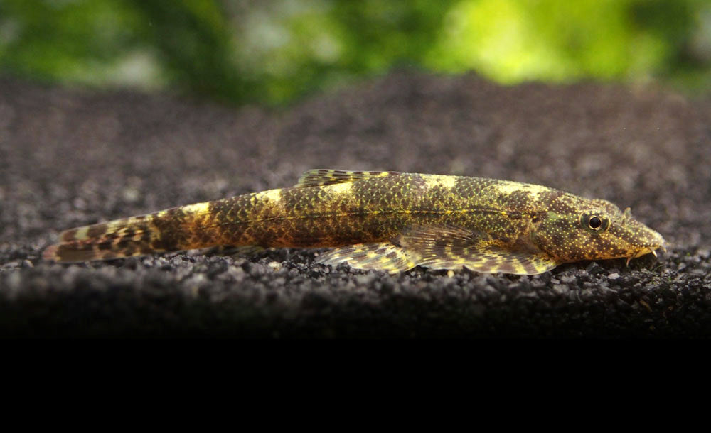 Alligator AKA Green Lizard Hillstream Loach (Homalopteroides tweediei)