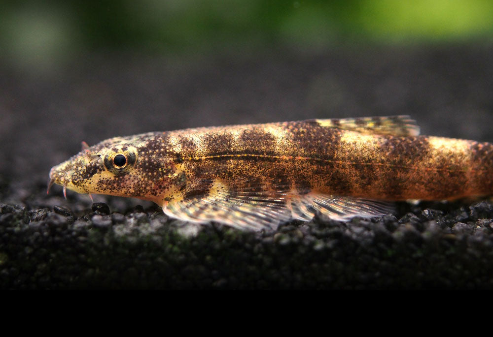 Alligator AKA Green Lizard Hillstream Loach (Homalopteroides tweediei)