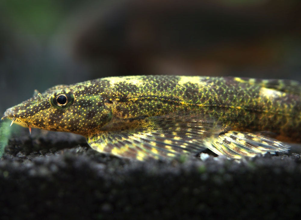 Alligator AKA Green Lizard Hillstream Loach (Homalopteroides tweediei)