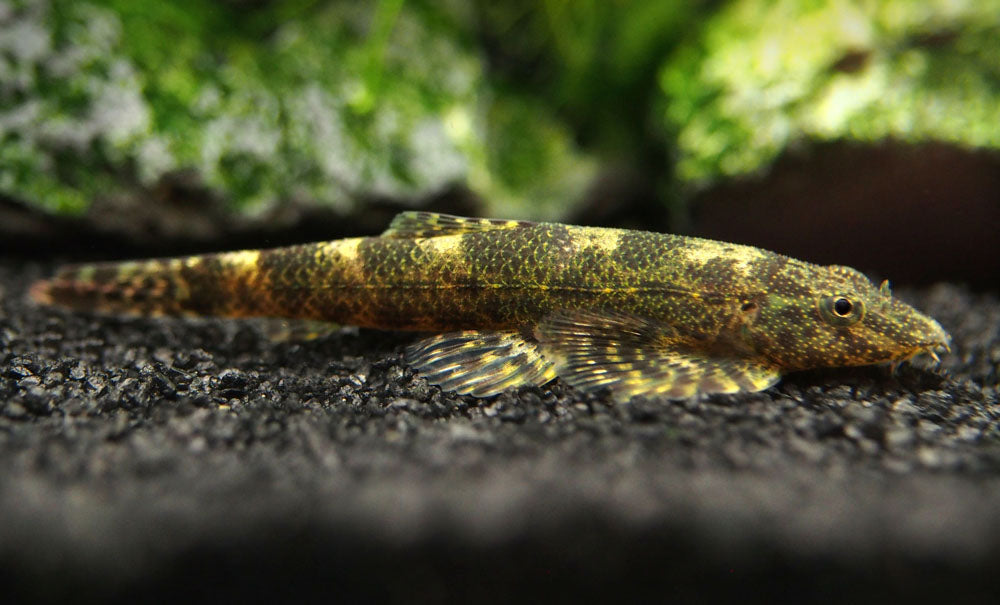 Alligator AKA Green Lizard Hillstream Loach (Homalopteroides tweediei)