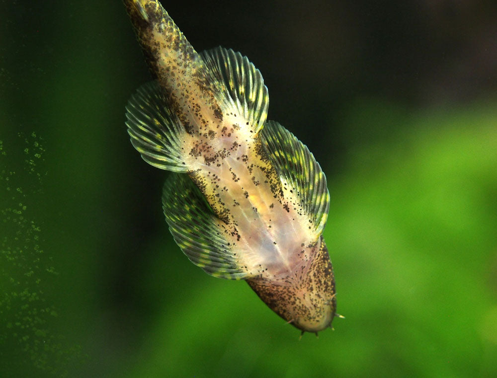 Alligator AKA Green Lizard Hillstream Loach (Homalopteroides tweediei)