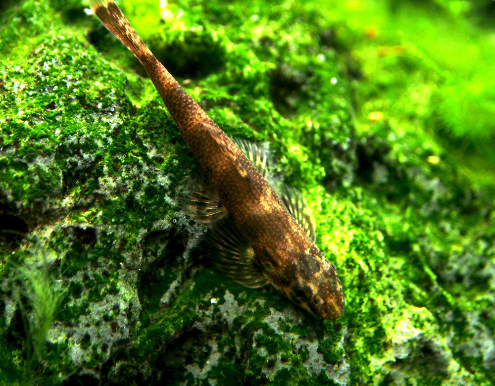 Alligator AKA Green Lizard Hillstream Loach (Homalopteroides tweediei)