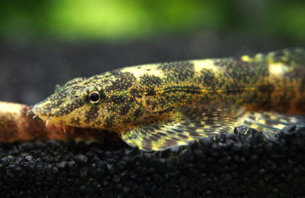 Alligator AKA Green Lizard Hillstream Loach (Homalopteroides tweediei)