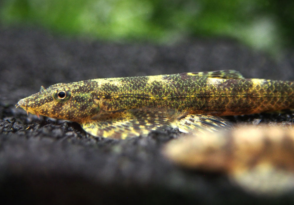 Alligator AKA Green Lizard Hillstream Loach (Homalopteroides tweediei)