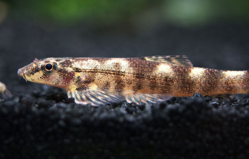 Alligator AKA Green Lizard Hillstream Loach (Homalopteroides tweediei)