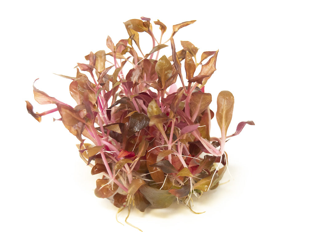 Scarlet Temple (Alternanthera reineckii "red") Tissue Culture