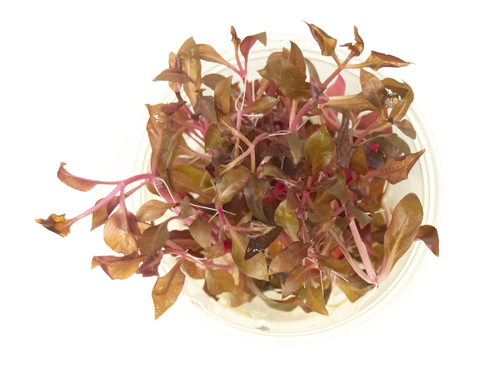 Scarlet Temple (Alternanthera reineckii "red") Tissue Culture