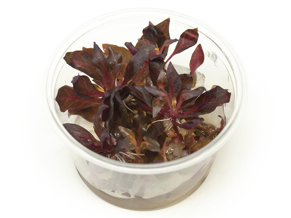 Alternanthera rosanervig Tissue Culture - Thumbnail 2