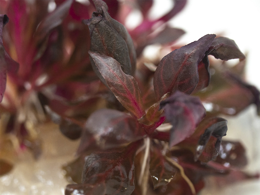 Alternanthera rosanervig Tissue Culture - Thumbnail 3