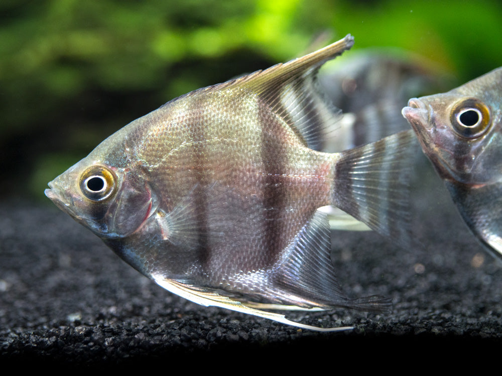 Peruvian Altum Angelfish (Pterophyllum scalare "Peruvian Altum"), Tank-Bred